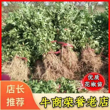 高产量韩城大红袍黄盖，狮子头花椒苗现挖现发