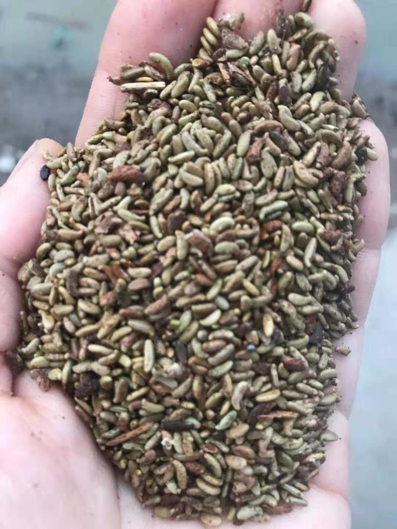 紫穗槐生长迅速，边坡及绿化工程大量种植，种子一件代发