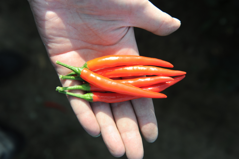 中科茂华蔬菜种子单生艳阳天朝天椒种子超辣指天椒干鲜两用