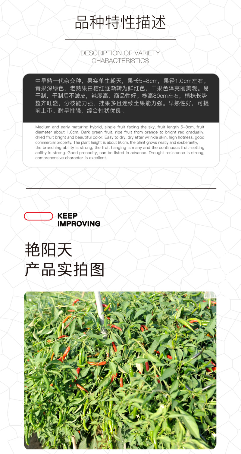 中科茂华蔬菜种子单生艳阳天朝天椒种子超辣指天椒干鲜两用