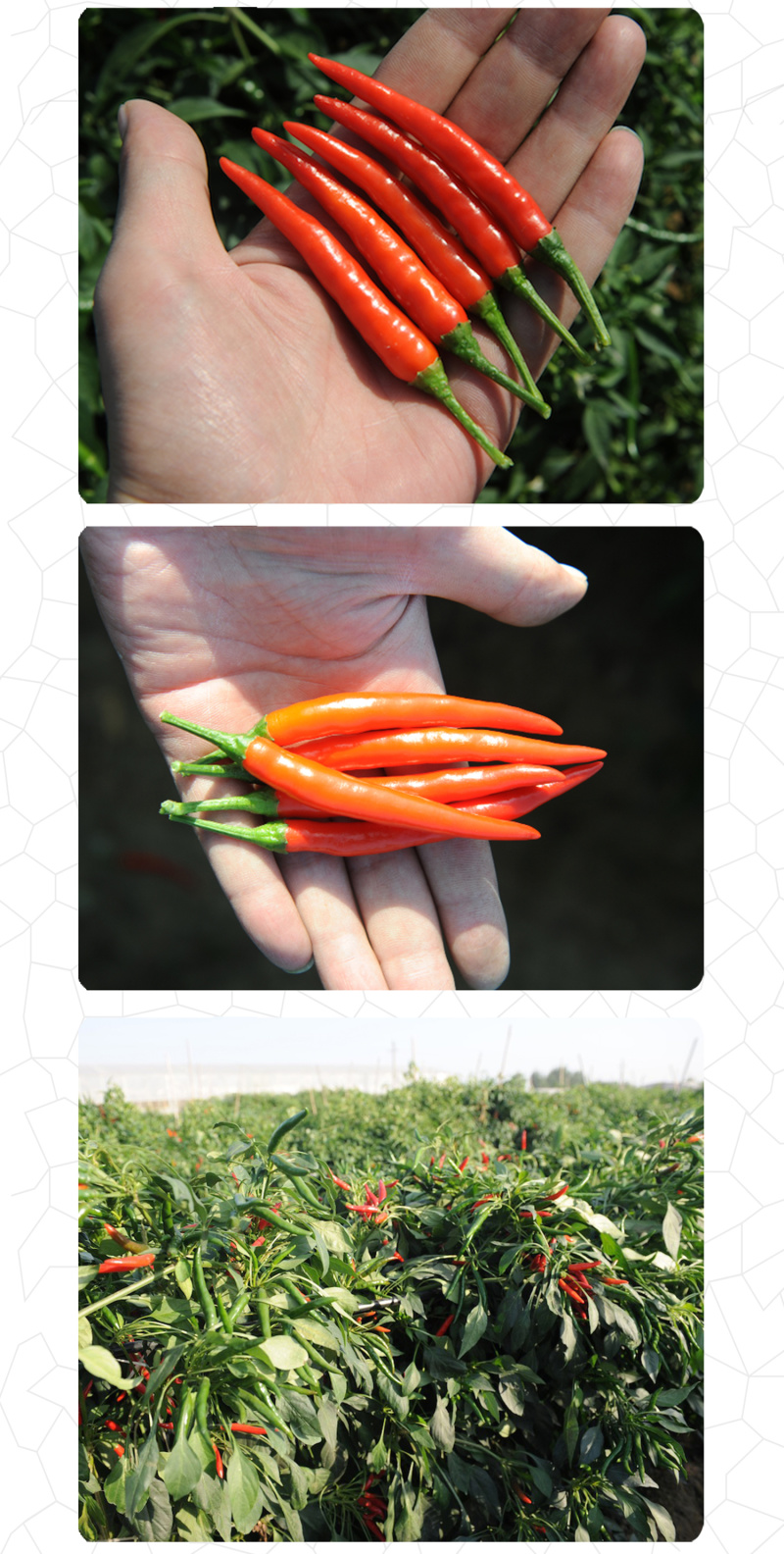 中科茂华蔬菜种子单生艳阳天朝天椒种子超辣指天椒干鲜两用