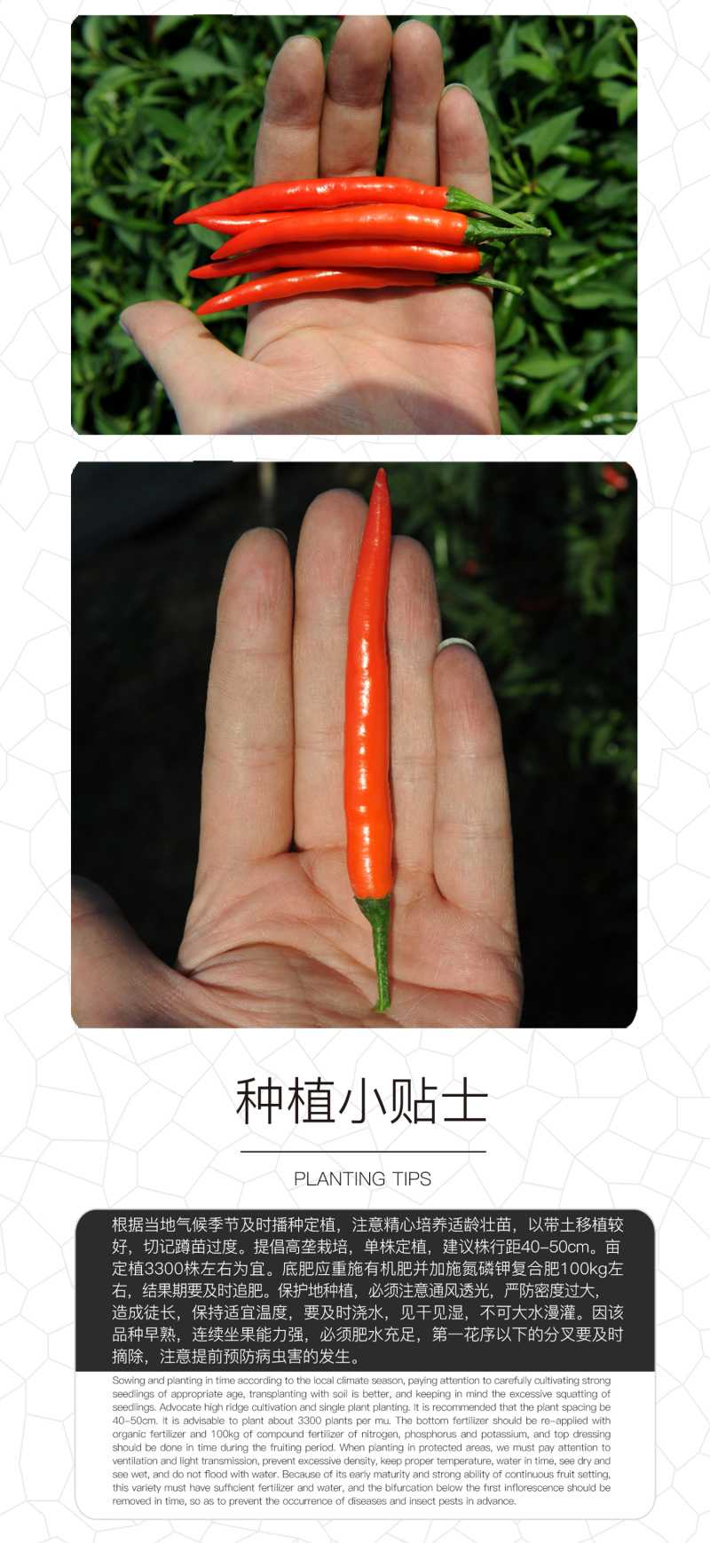 中科茂华蔬菜种子单生艳阳天朝天椒种子超辣指天椒干鲜两用