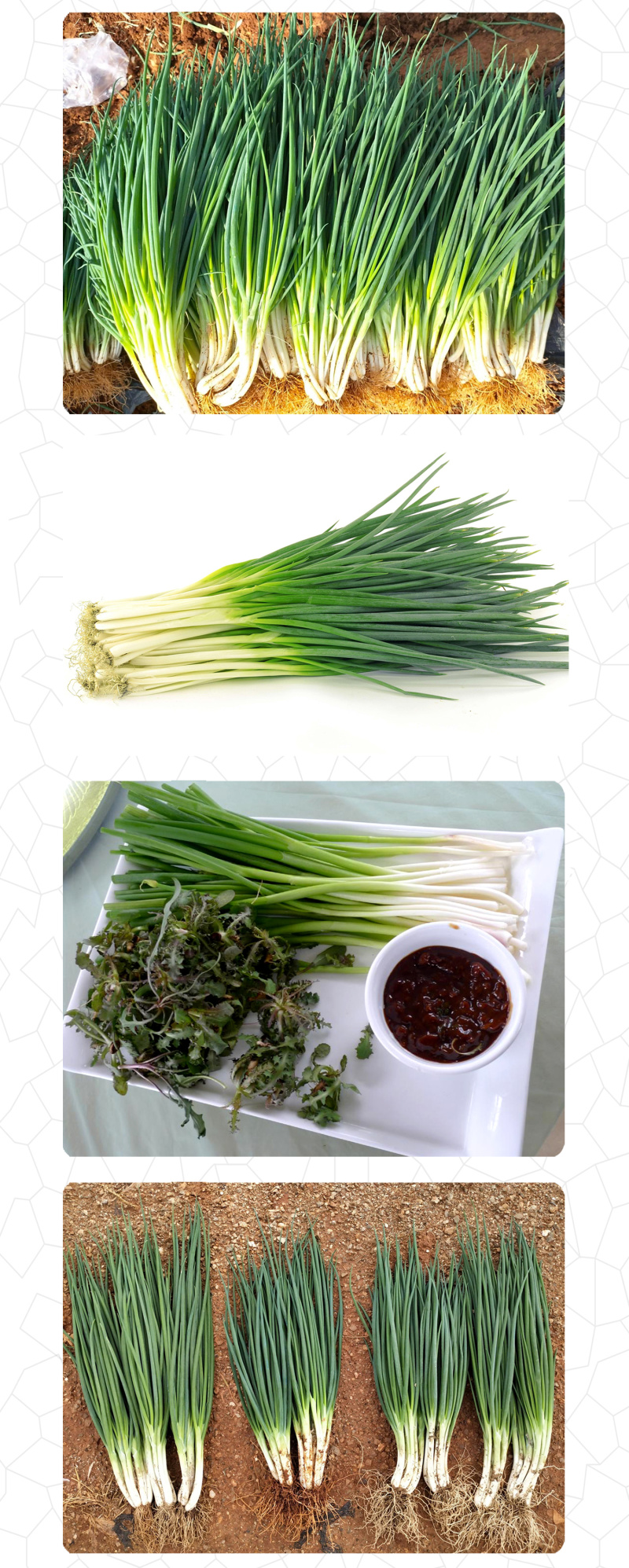 中科茂华蔬菜种子四季小葱种子易种植耐寒叶色浓绿盆栽种植