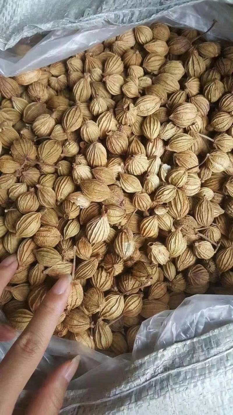 香砂，砂仁，四川宜宾香砂，大量供应，产地好货