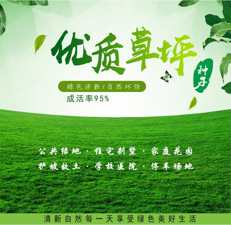 早熟禾种子四季常青草坪庭院球场草坪种子护坡绿化量大优惠
