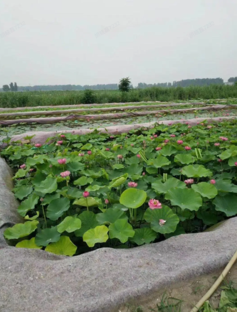 荷花，野生荷花（古代红莲）花期长颜色鲜艳，提供技术包成活