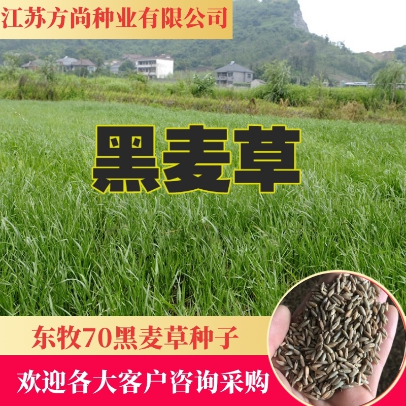 黑麦草种子东牧70黑麦草种四季养殖牧草种子