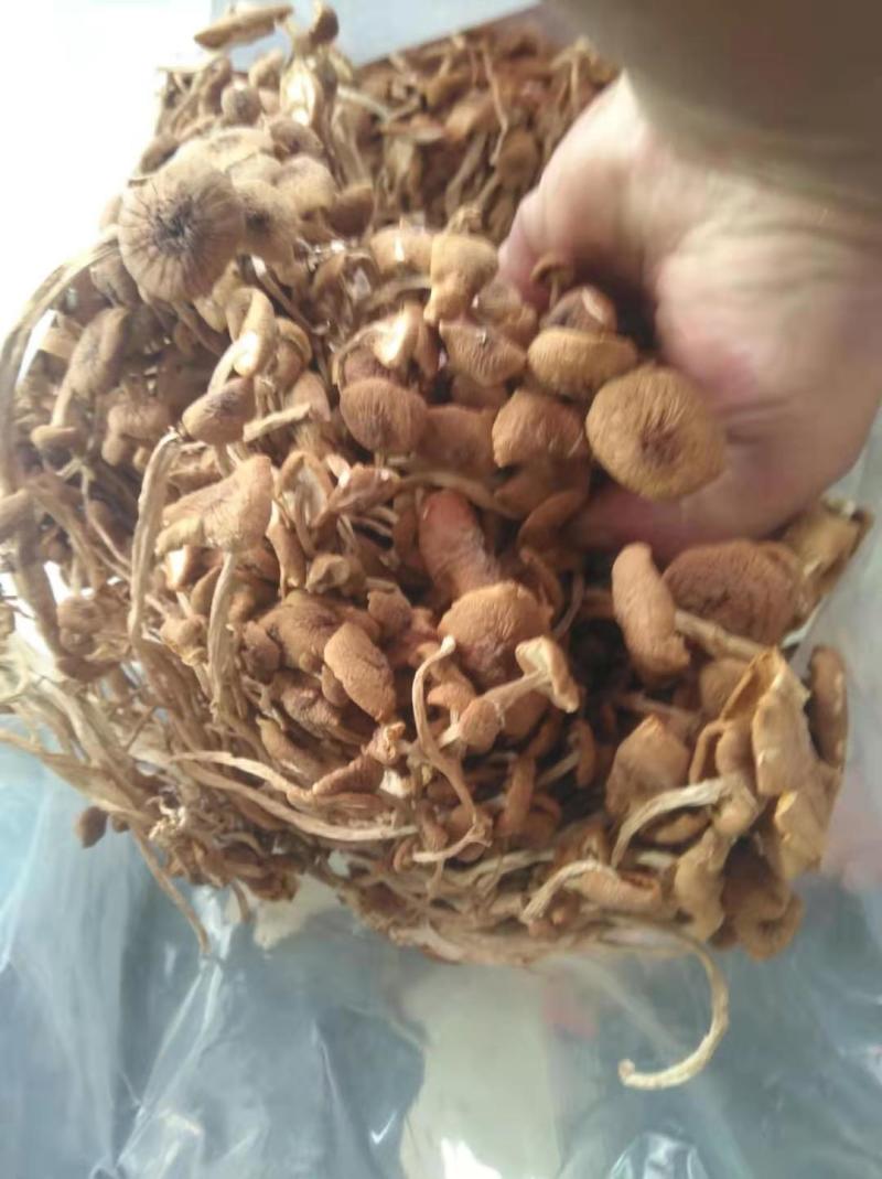 不开伞茶树菇大量上市，品质至上，欢迎各大老板前来采购