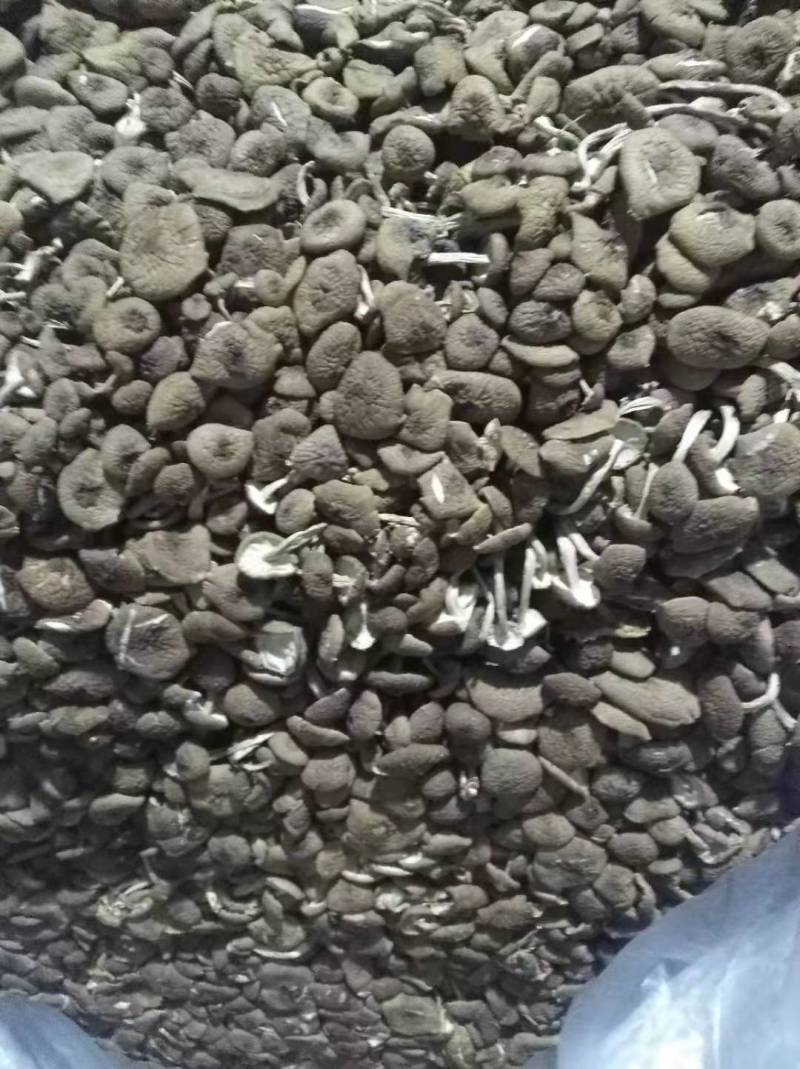 不开伞茶树菇大量上市，品质至上，欢迎各大老板前来采购