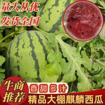 精品大棚麒麟西瓜，大掉价，便宜，现摘现发，无中间商赚差价