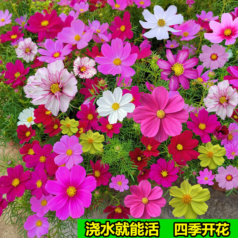 波斯菊花种子格桑花种籽子七彩四季开花易活花籽庭院野花组合