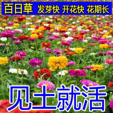 波斯菊花种子格桑花种籽子七彩四季开花易活花籽庭院野花组合