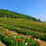 波斯菊花种子格桑花种籽子七彩四季开花易活花籽庭院野花组合