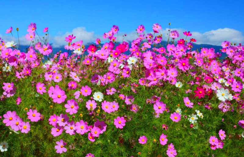 波斯菊花种子格桑花种籽子七彩四季开花易活花籽庭院野花组合