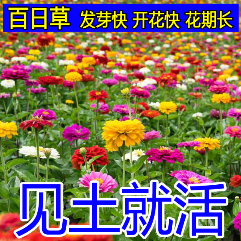 波斯菊花种子格桑花种籽子七彩四季开花易活花籽庭院室外混色