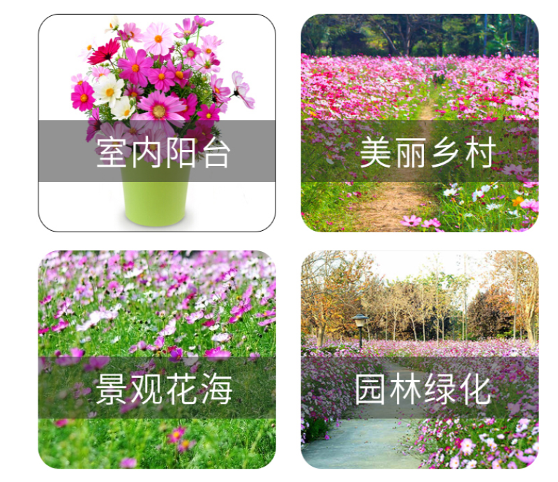 波斯菊花种子格桑花种籽子七彩四季开花易活花籽庭院室外混色