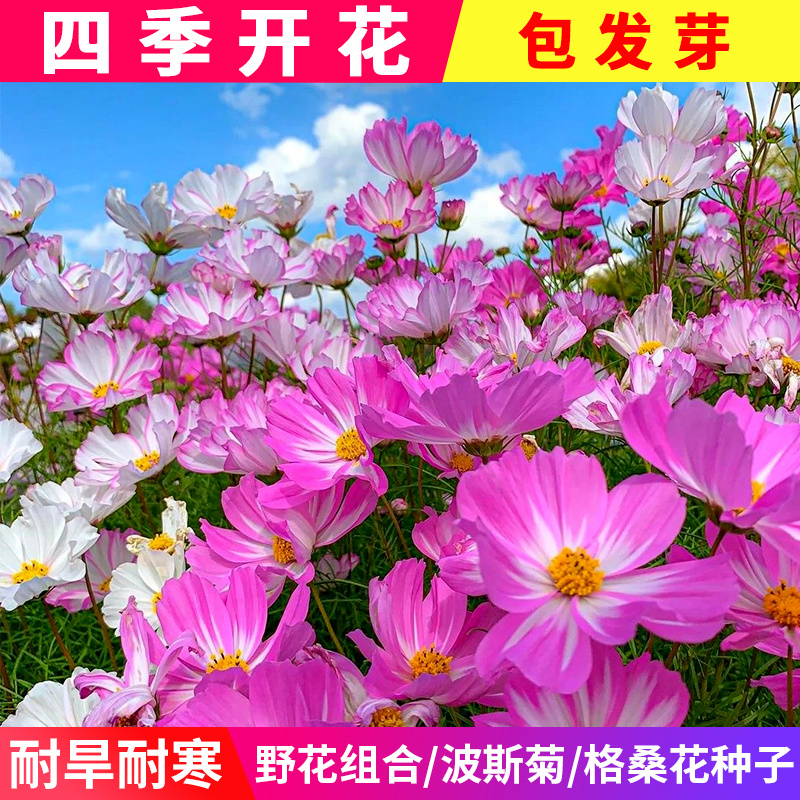 进口野花组合种子波斯菊格桑花籽百日草四季开花易活庭院室外