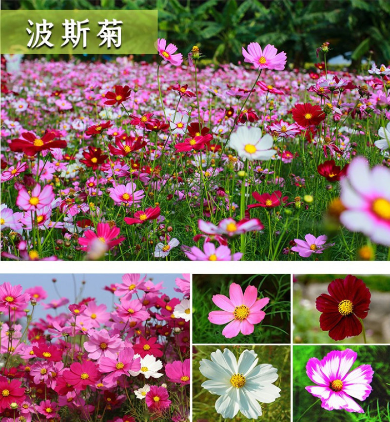 进口野花组合种子波斯菊格桑花籽百日草四季开花易活庭院室外