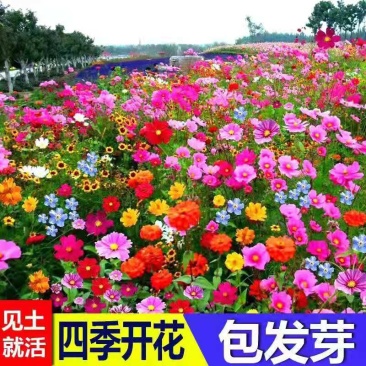 进口野花组合种子波斯菊格桑花籽百日草四季开花易活庭院室外