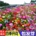 进口野花组合种子波斯菊格桑花籽百日草四季开花易活庭院室外