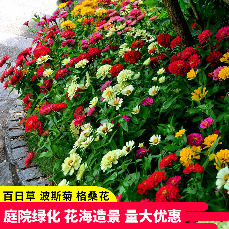进口野花组合种子波斯菊格桑花籽百日草四季开花易活庭院室外