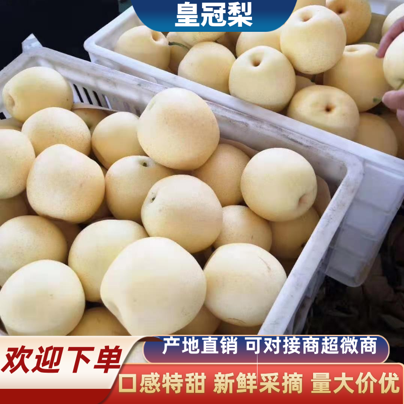 【白皇冠】精品皇冠梨，安徽砀山，可对接电商平台，拼多多，