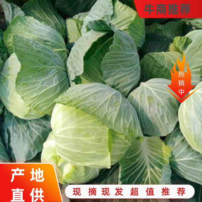 扁包菜精品甘蓝圆包菜基地看货一手货源量大从优诚信经营