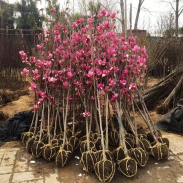 玉兰树苗紫玉兰苗白玉兰花苗黄玉兰红玉兰嫁接广玉兰树苗绿化