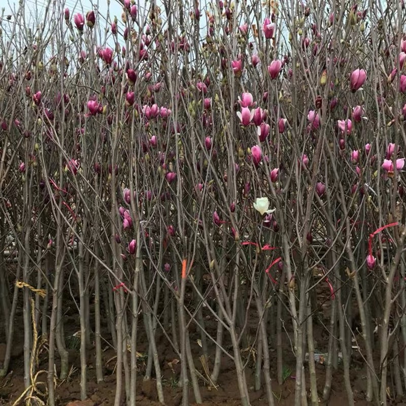 玉兰树苗紫玉兰苗白玉兰花苗黄玉兰红玉兰嫁接广玉兰树苗绿化