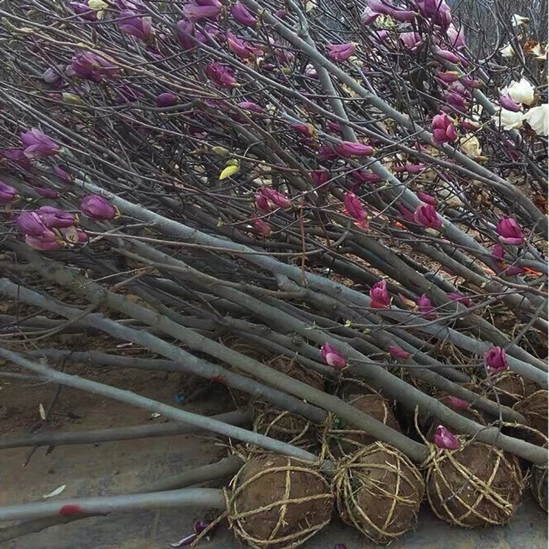 玉兰树苗紫玉兰苗白玉兰花苗黄玉兰红玉兰嫁接广玉兰树苗绿化