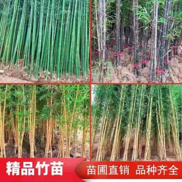 竹子苗庭院篱笆围墙青竹紫竹金镶玉竹苗南方北方耐寒四季长青