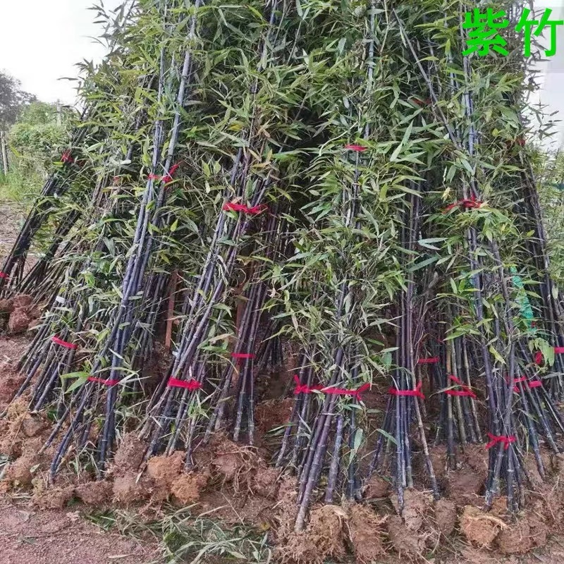 竹子苗庭院篱笆围墙青竹紫竹金镶玉竹苗南方北方耐寒四季长青