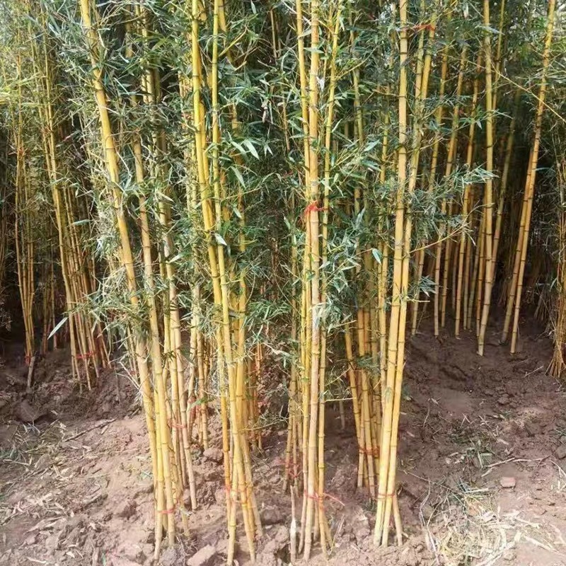竹子苗庭院篱笆围墙青竹紫竹金镶玉竹苗南方北方耐寒四季长青