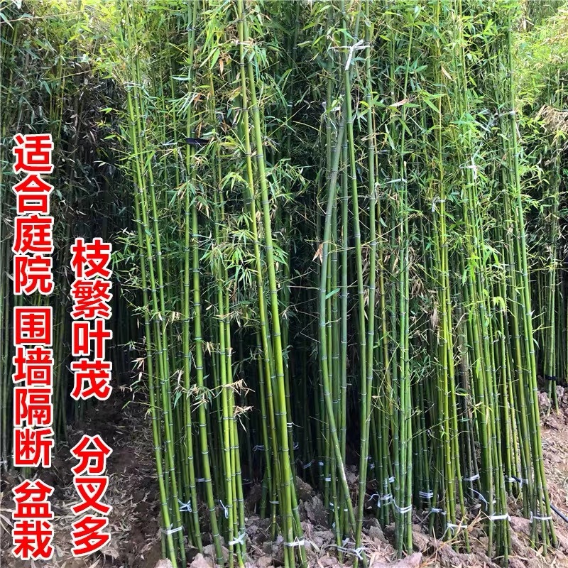 竹子苗庭院篱笆围墙青竹紫竹金镶玉竹苗南方北方耐寒四季长青