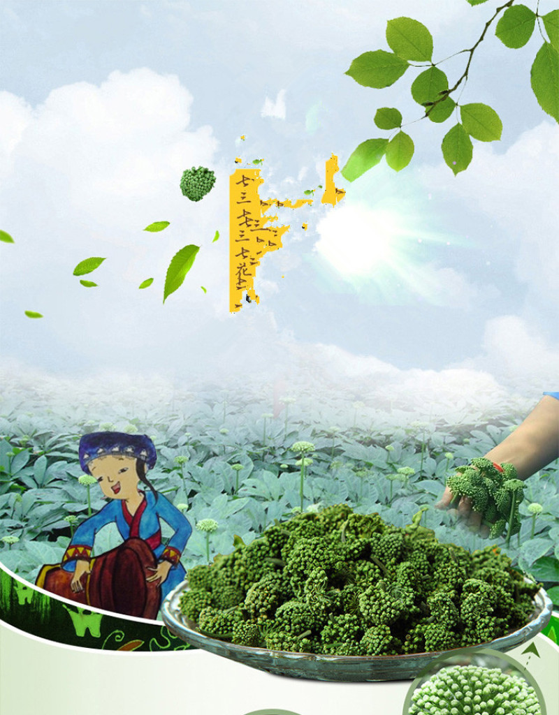 三七花500g专批发云南文山三七头田七三七粉云南文山