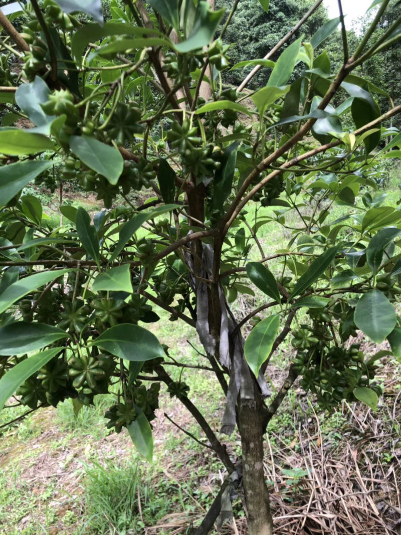 八角苗广西藤县桂香园大红八角嫁接苗基地直销