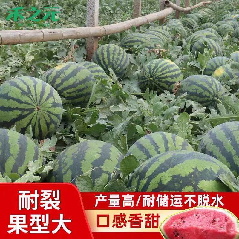 西瓜莘县甜王西瓜产地直供，量大从优，保质保量，欢迎采购