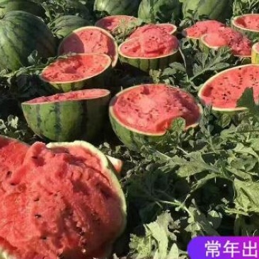 甜王西瓜苗嫁接西瓜苗代育早春西瓜苗价格周口西瓜苗厂