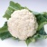 实菜花实花菜小包叶菜花叶小根平1～3斤大量有货