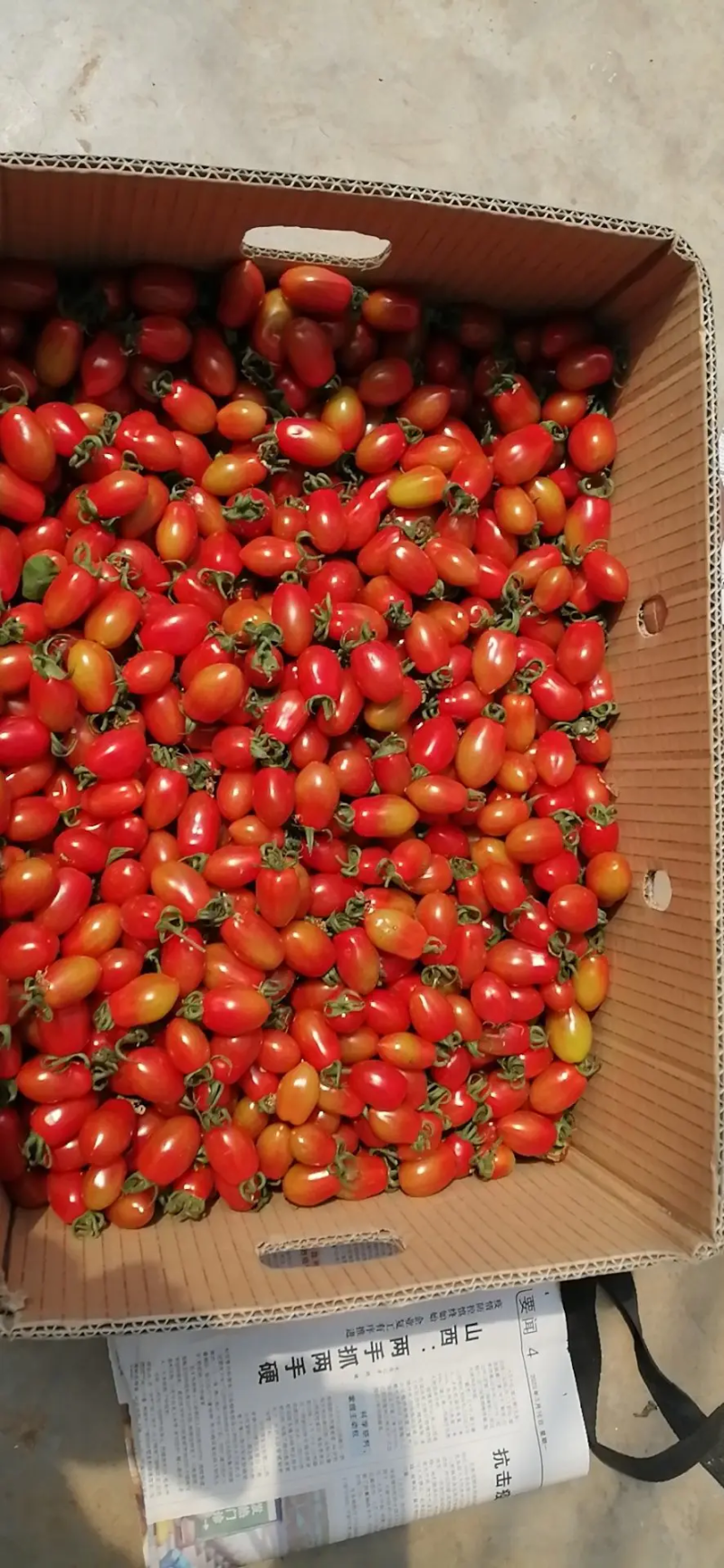 辽宁锦州精品409小柿子大量上市货源充足