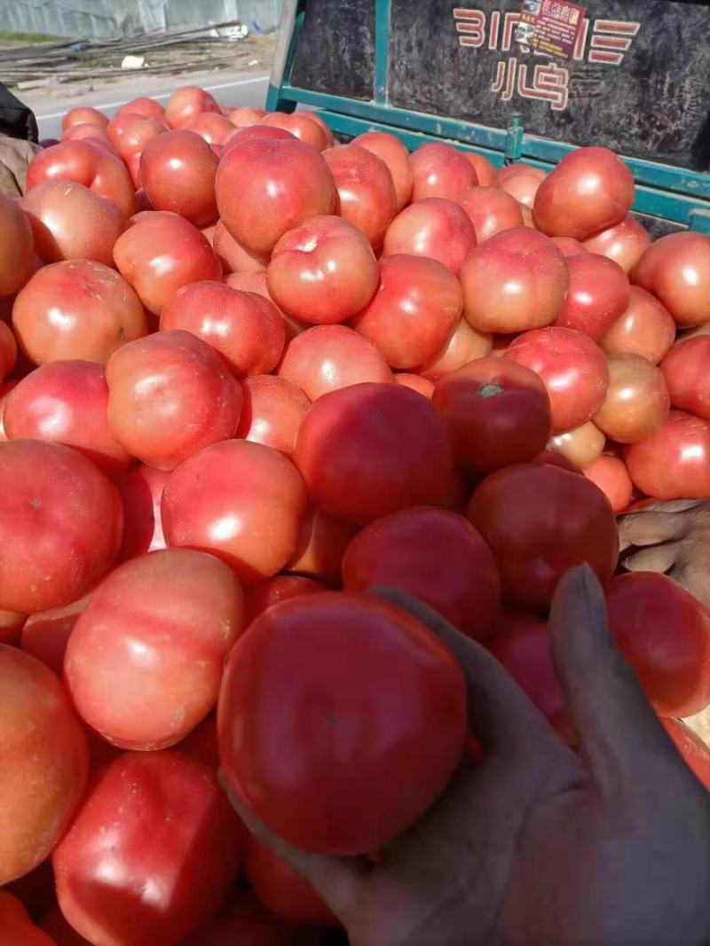 硬粉西红柿🍅精品优质番茄保证质量货源充足提供各种包