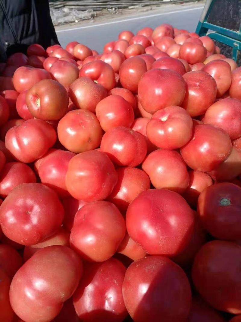 硬粉西红柿🍅精品优质番茄保证质量货源充足提供各种包