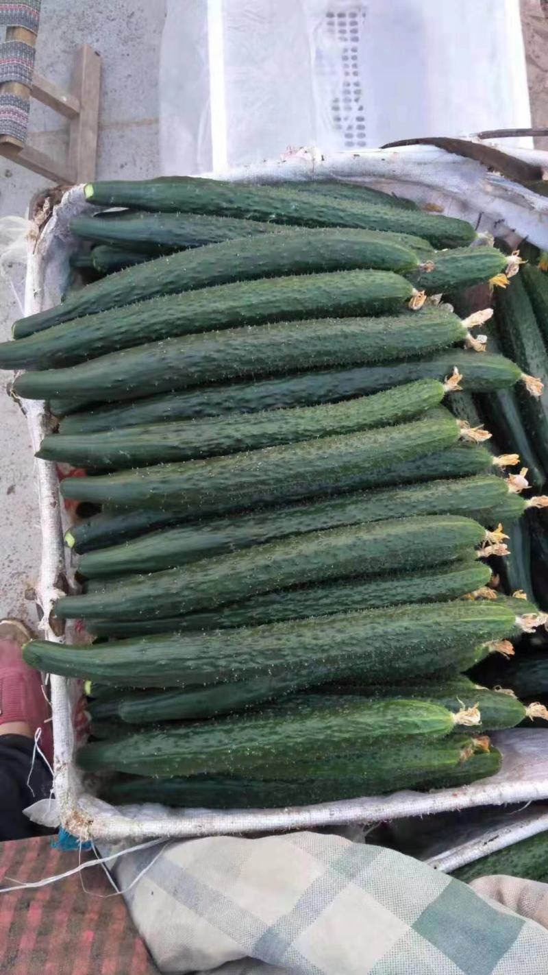 黄瓜，密刺油亮精品蔬菜口感脆甜保质保量