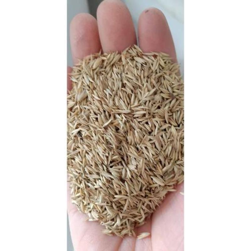 进口多年生牧草种子鸭茅草种子果园草种子耐旱猪牛羊牧草