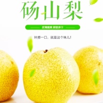 砀山梨苏州砀山梨产地直发保质保量欢迎联系