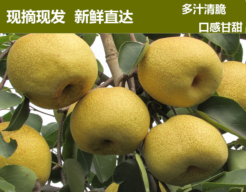 砀山梨苏州砀山梨产地直发保质保量欢迎联系