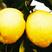 安徽梨砀山梨产地直发保质保量欢迎联系一件代发砀山酥梨