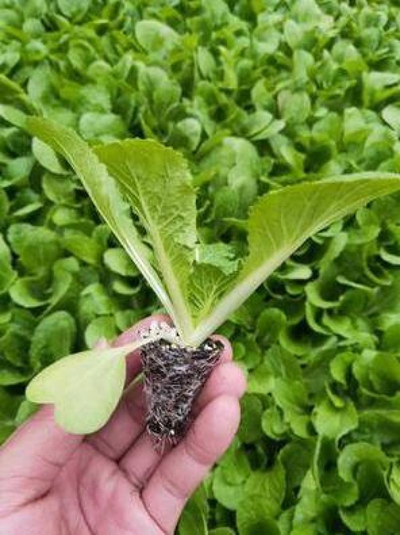 65天菜花苗耐热有机菜花苗青梗花菜苗露地种