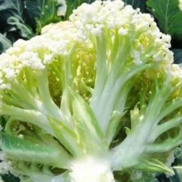 65天菜花苗耐热有机菜花苗青梗花菜苗露地种