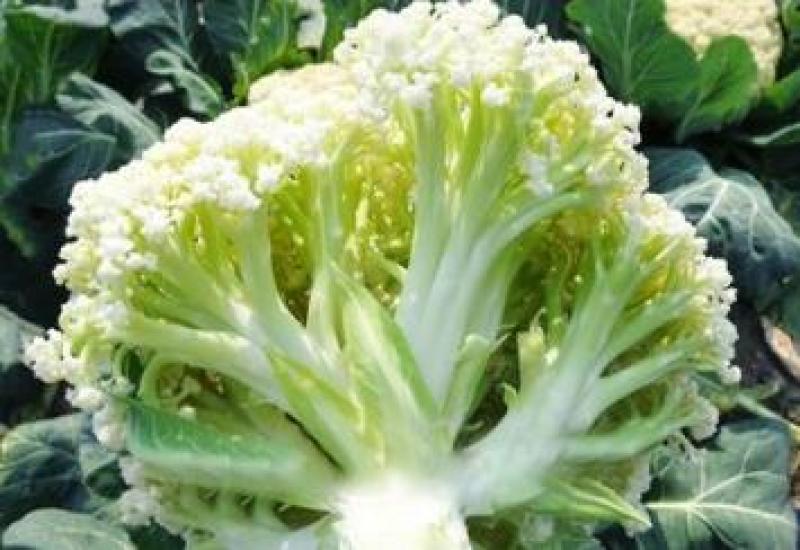 65天菜花苗耐热有机菜花苗青梗花菜苗露地种
